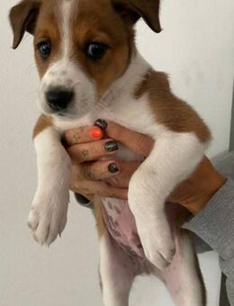 Spike ist verspielt - Donaueschingen