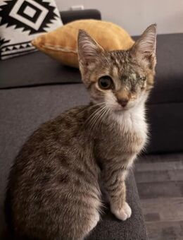 Piratenmädchen Cherry sucht ihre Familie - Margetshöchheim