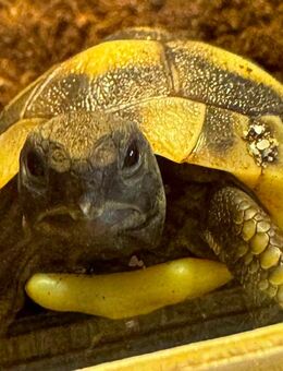 Griechische Landschildkröte sucht neues Zuhause - Werder (Havel)