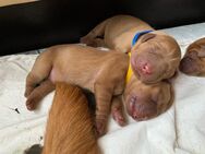 Wunderschöne Labradorwelpen in dark foxred aus prämierter Zucht mit Papieren (Ahnentafel) - Hemmingen Zentrum