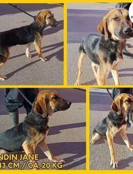 Jane Jaghund Mischling Hündin Junghund - Margetshöchheim