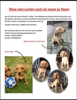 Labrador Welpen - Moormerland