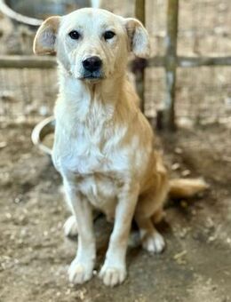 Nuno, freundlich, ein Rohdiamant - Bochum