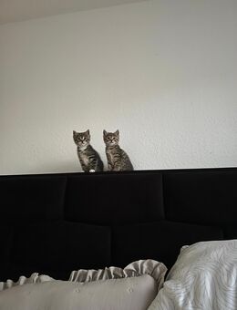 Süße Katzenbabys suchen liebevolles Zuhause ! - Celle