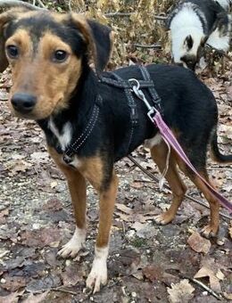 Piki, Rüde kastriert, ca. 1 Jahr - Wegberg