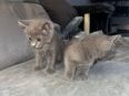Süße BKH Kitten in 50321