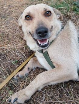 🧡 Sanfte Hündin Cassie 🧡 - Eislingen (Fils)