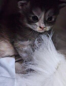 5 wunderschöne Mainecoon kitten abzugeben - Rheine