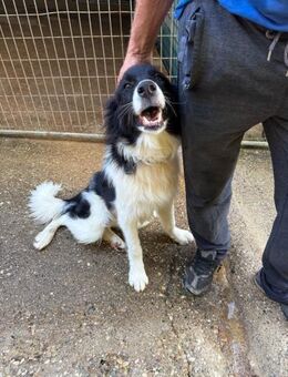 Ledo möchte Dein Herz erobern - Schwabach
