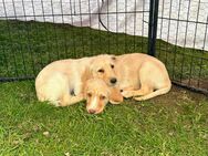 Doodle+Labrador Welpen - Hahausen