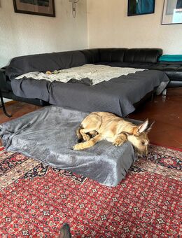 Berger de Picard Welpe - Furth