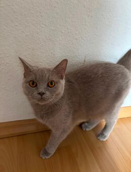 BKH Katze zu verkaufen - Leverkusen