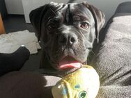 Cane Corso Mischling, Balu, 1 Jahr - Lichtenau (Nordrhein-Westfalen)