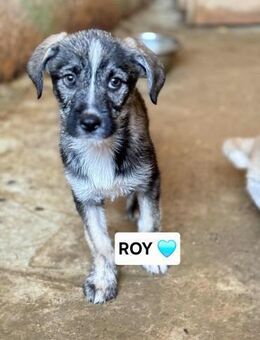 🩵Roy 🩵 - Markkleeberg