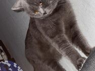 BKH Kater Jimmy fast 2 Jahre alt - Gelsenkirchen Erle