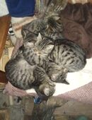 Maincoon-russischblau Hauskatze Mix Katerchen und Kätzchen in 22529