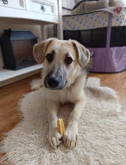 🐶 Sanfter Junghund Vali 💛 - Eislingen (Fils)