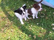 Chihuahua Welpen -Rüden - Titz