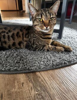Katze getigert - Rheinbrohl