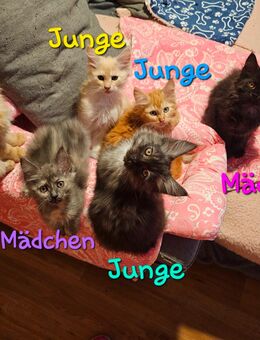 7 fröhliche Maine Coon Kitten - Rüsselsheim