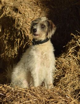 Leider sucht unser Milo etwas über 1 Jahr eine tolle Familie - Angern