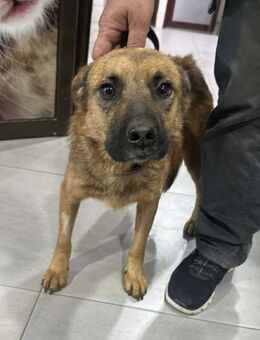 Track wartet bei 57572 Niederfischbach - Overath