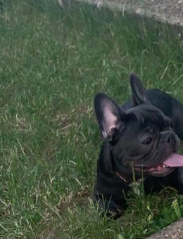 Französische Bulldogge - Dietenheim