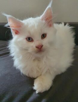 Maine Coon Kitten sucht Endschmuseplatz - Belm