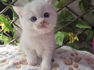 Britisch Kurzhaar Katzenbaby Kitten Bkh - Krefeld