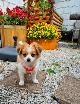Chihuahua Welpe - Ohrdruf