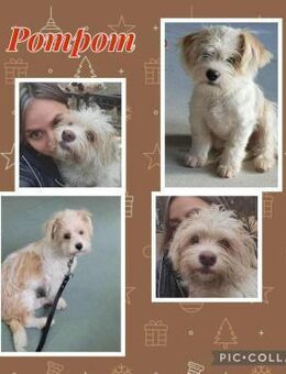 ♥PomPom♥ - Gefunden auf der Straße - Uetze