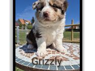 ❤️Wunderschöner ASCA Australian Shepherd Welpe ❤️ - Tann (Rhön)