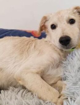 Klein♥Marley♥sucht seine treuen Menschen - Hamburg