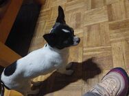 Chihuahua Weibchen ca. 2 Jahre alt in liebevolle Hände abzugeben - Neuss
