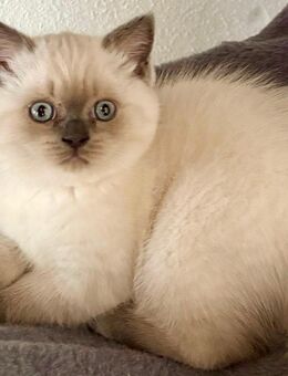 Katze Kitten BKH Kätzchen Katzenbabys Reinrassig - Feuchtwangen Zentrum