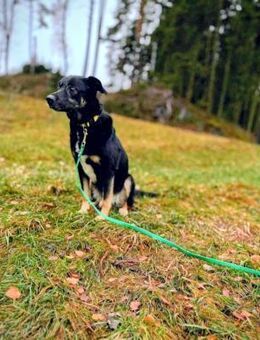 Buddy wurde bisher nur rum gereicht - Neuberg