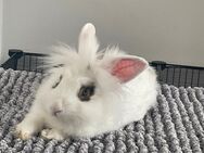 Angora Kaninchen - Rahden