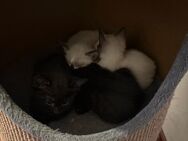 Katzenbabys - Wuppertal