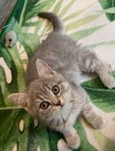 Britisch Kurzhaar Mädchen Abholbereit in 18230