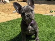 Französische bulldogge Welpen Abholberiet reinrassig - Möckmühl