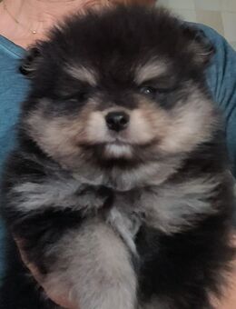 Zwergspitz/Pomeranianwelpen kleiner Bär - Dorsten