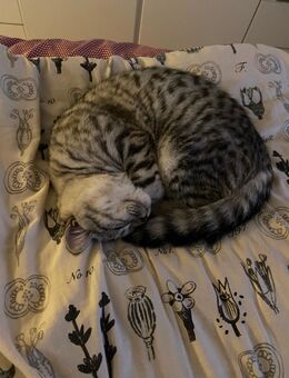 BKH Kater 6 Monate - 400€ - Berlin