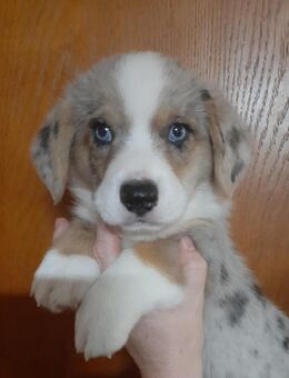 Welsh corgi cardigan welpen. - Saterland