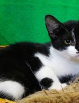 Armina, anfangs noch schüchtern - Heinsdorfergrund