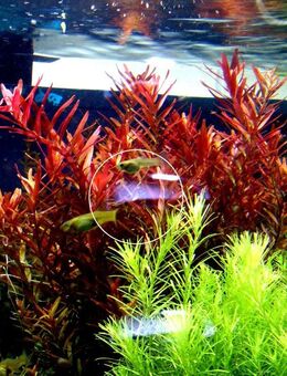 Rotala „Singapore Blood Red“ (Versand/ Abholung) - Mechernich
