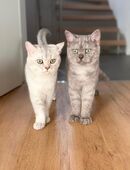 Britisch Kurzhaar Katzen in 74575