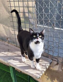 Wunderschöne Katze Ratona - Karlsruhe