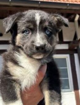 Erobert Nala dein Herz? - München