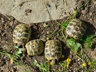 Griechische Landschildkröten Nz 24 (Thb) - Wiesbaden