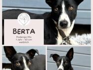 Berta: Engel auf 4 Pfoten - Podenco-Mix - Brühl (Nordrhein-Westfalen)
